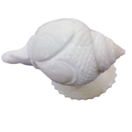 Ganesha Shanku (Shell)